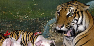 Tiger adoptiert Schweine-Babys