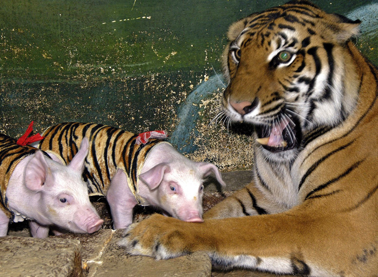 Tiger adoptiert Schweine-Babys