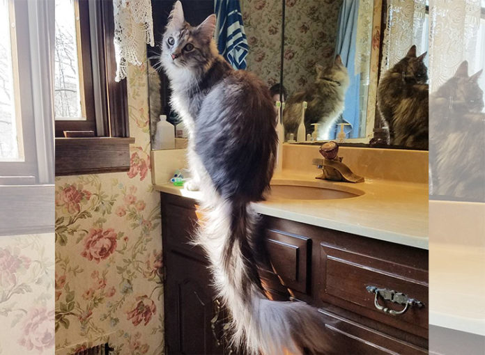 Katze mit dem laengsten Schwanz der Welt