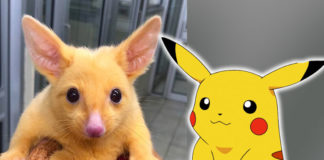 Das goldene Opossum sieht aus wie Pokemon Pikachu