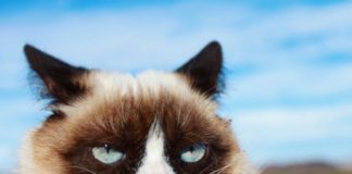 Trauer um Grumpy Cat: die erfolgreichste Katze der Welt ist tot.