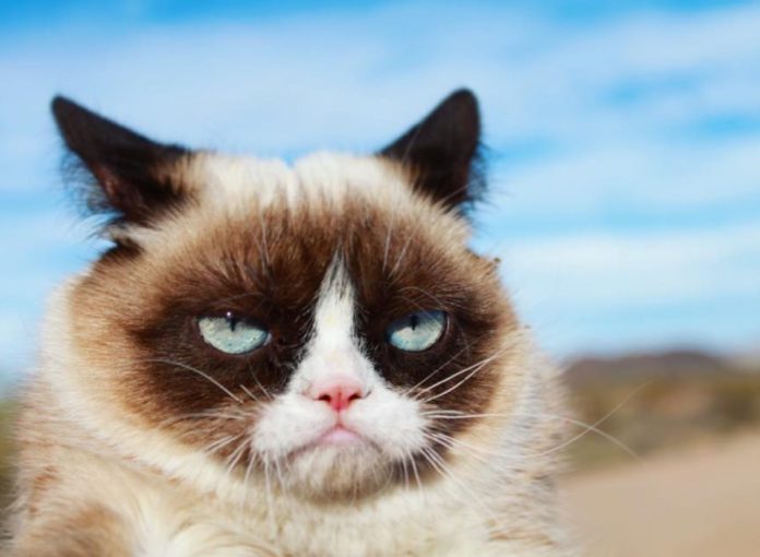 Trauer um Grumpy Cat: die erfolgreichste Katze der Welt ist tot.
