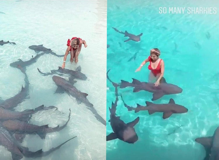 Kisu mit den Ammenhaien von den Bahamas